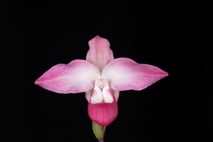 Phragmipedium Peruflora's Spirit AM/AOS 84 pts.